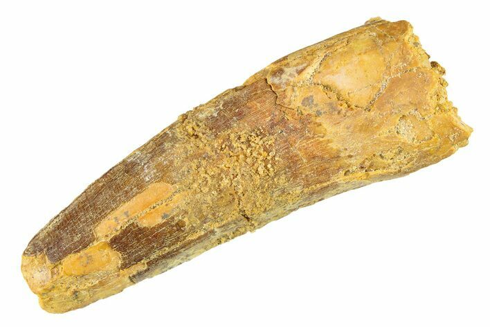 Fossil Spinosaurus Tooth - Real Dinosaur Tooth #298115